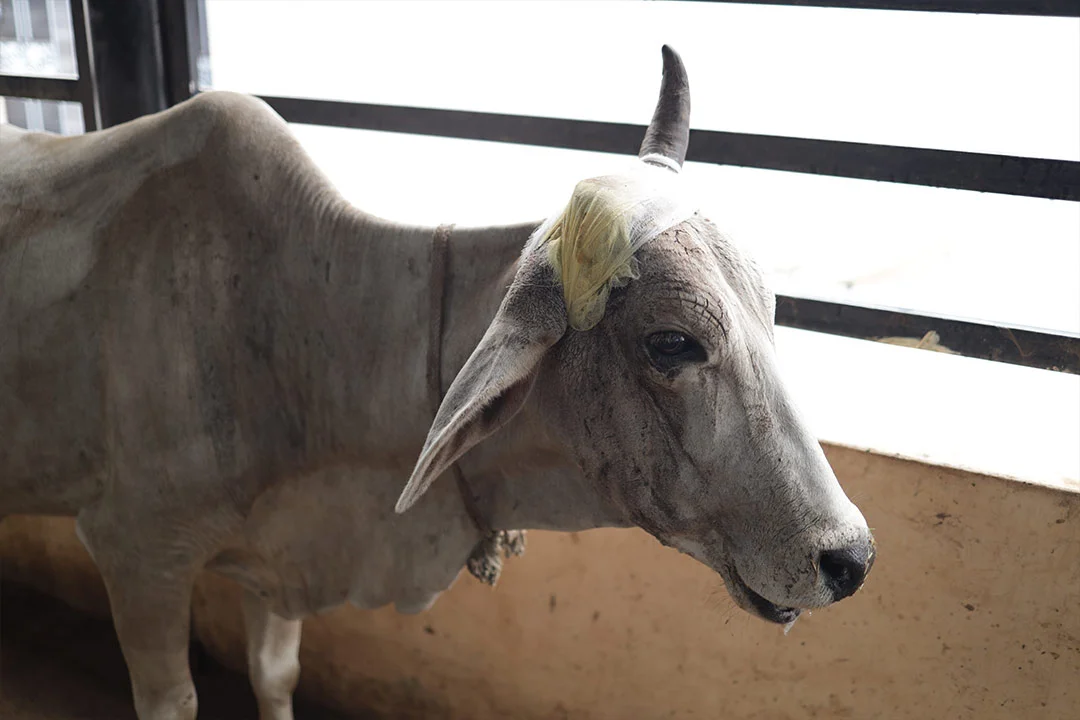 Free Gau Medical camps