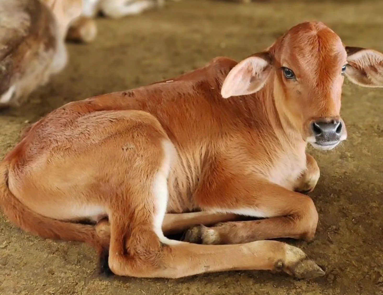 Save Gomata Awareness Campaign